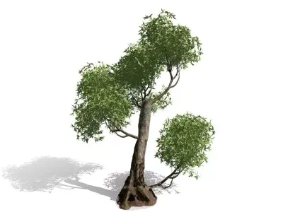 Decorative Out Door Tree Low-poly 3D model