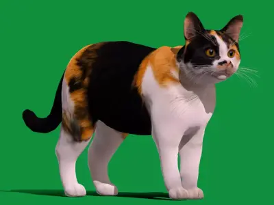 Calico Tricolor Cat Low-poly 3D model