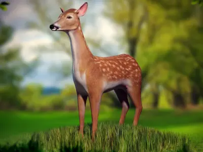 Animated Lowpoly Baby Deer Low-poly 3D model