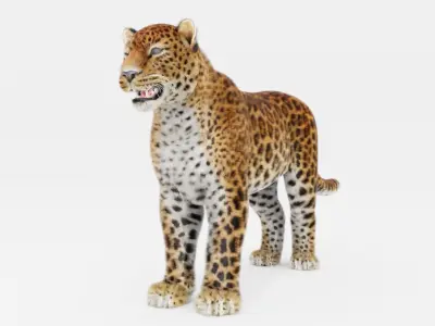 Leopard with Fur rigged  3D model