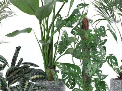 Plants collection 130 3D model