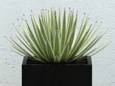 Plants collection 14 3D model