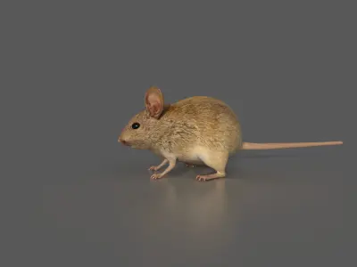 Mouse Rat 3D model
