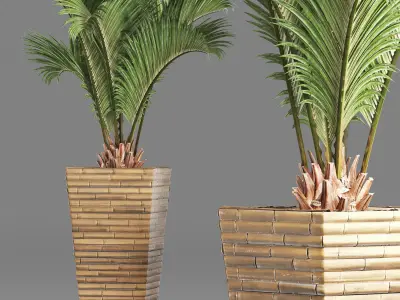 Plants Collection 179 Palm 3D model