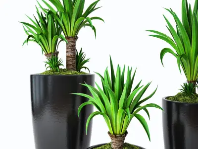 Palm Yucca 3D model