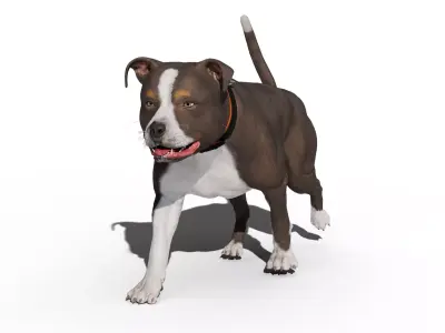 Pitbull Low-poly 3D model