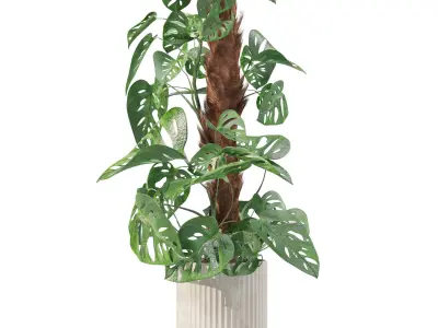 Plants collection 212 - monstera ficus cactus fern 3D model