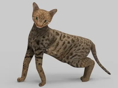 3D Cat Rigged model game ready  Low-poly 3D model