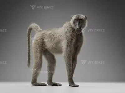 Baboon Animation  Blender 3D Model 3D model