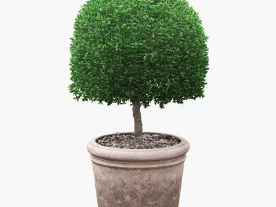 Potted Topiary Buxus 02 3D model