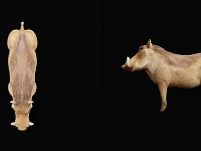 African Warthog Low-poly 3D model