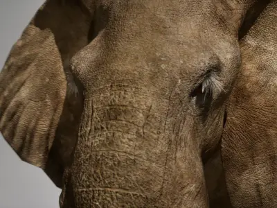 African Elephant RIG UNREAL project  Maya base rig 3D model