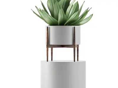Plants Collection 73 3D model