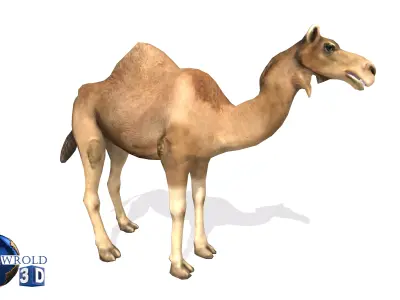 Camel Rigged Animated Lowpoly 3d model Low-poly 3D model