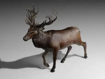 Elk Deer Rigged and Animated Low-poly 3D model