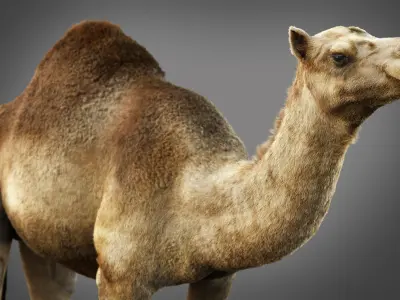 Dromedary Static Xgen core 3D model