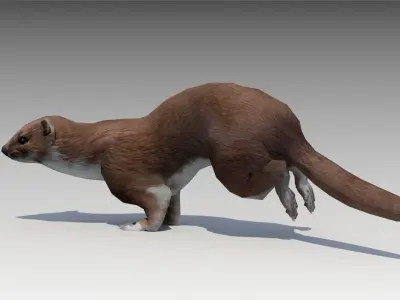 Weasel Low-poly 3D model