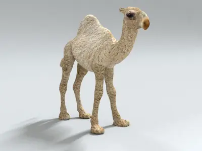 laos Dromedary 3D model
