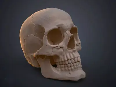 skull human 3D print model