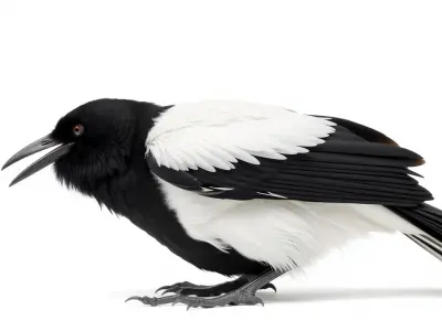 Rook Bird with Shaggy Throat Feathers 3D Model Low-poly 3D model