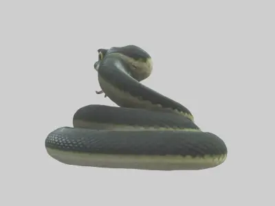 Babysnake Model 1 Low-poly 3D model