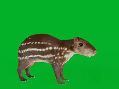 Paca Rodent Low-poly 3D model