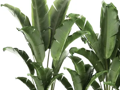 Banana bush in a pot for the interior 867 3D model