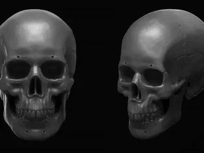Skull - Male 3D print model