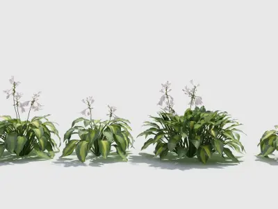 Hosta three plants in row 3D model