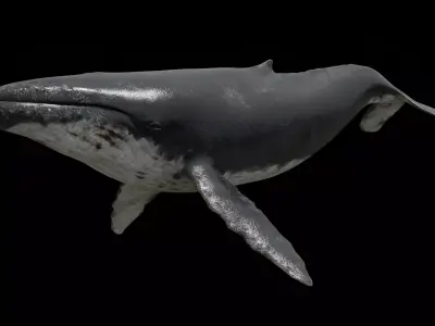 Humpback whale Low-poly 3D model