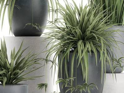 Decorative Cycas palm in a black flowerpot 625 3D model