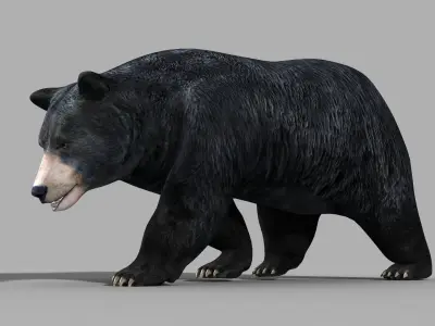 Black Bear PRO 3D model
