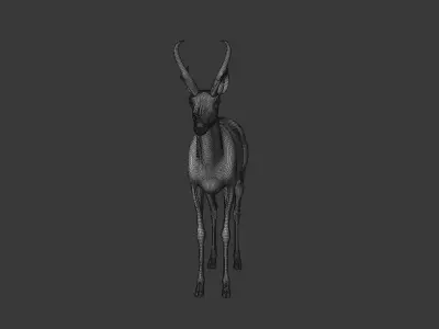 Pronghorn Male Animated 3D model