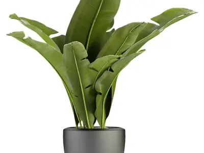 Plant in Pot Flowerpot Exotic Plant 3D model