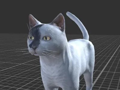Cat pack 2 Low-poly 3D model