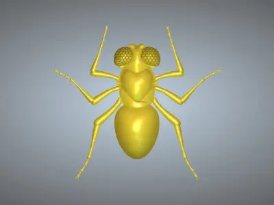 3D ANT fly 3D model