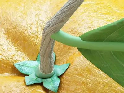 Orange High Detailed High resolution textures 3D model