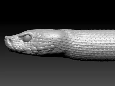 Asp Zbrush Model 3D model