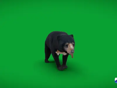 Sun Bear Low-poly 3D model