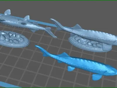 Sturgeon Beluga fish on the base 3D print model