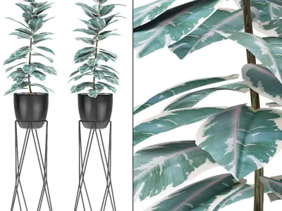 Plant in Pot Flowerpot Exotic Plant 3D model 5