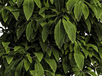 Bushes for interior 1 Free 3D model