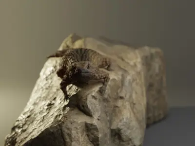 Armadillo Lizard 3D model