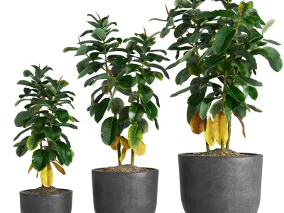 Ficus Elastica Set 3D model