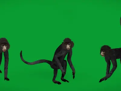 Spider Monkey Low-poly 3D model