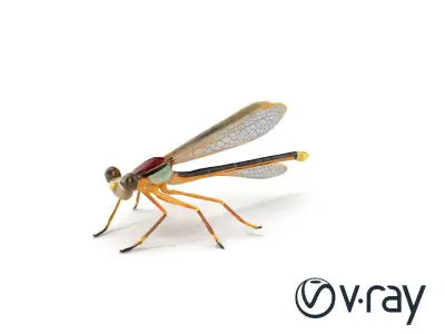 Lifelike Damselfly with Transparent Wings model pack Low-poly 3D model