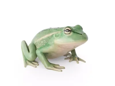 Litoria Tree Frog  Low-poly 3D model