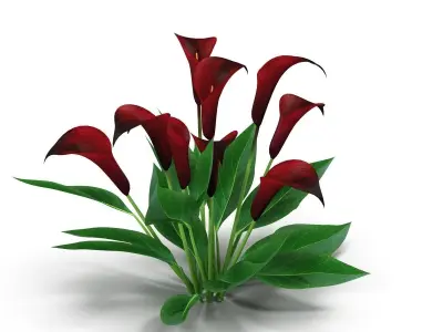 Calla Lily purple 3D model