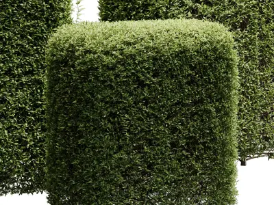 Hedge Cubic and Topiary Bush - outdoor plant set 233  3D model