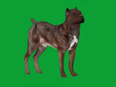 Cane Corso Italian Mastiff Dog Low-poly 3D model